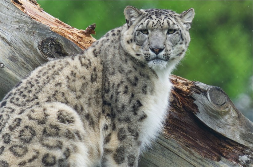 Snow Leopard 3 0506